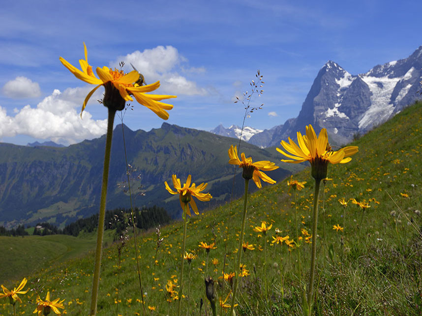 Sommerlandschaften